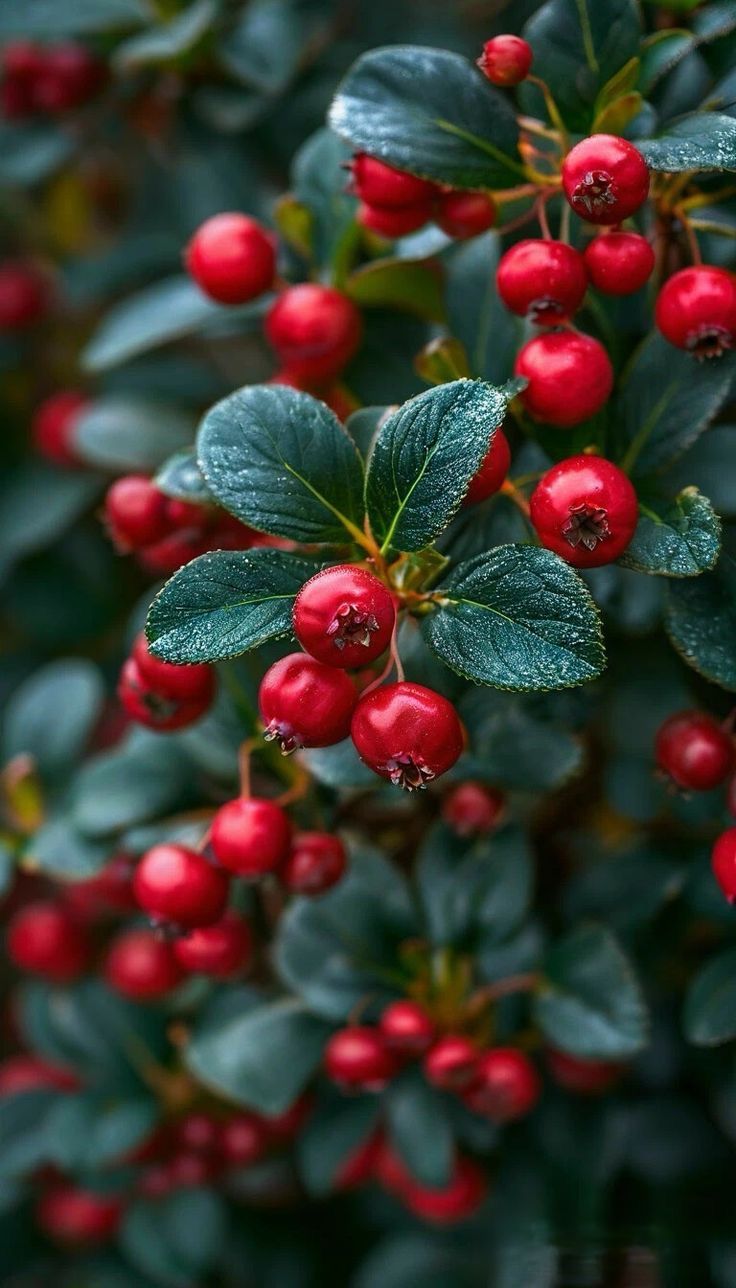 Natural Flavours and Colours